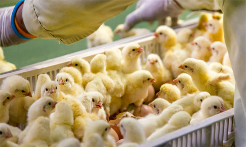 Baby Chickens just born on tray, Poultry Business. chicken farm business with high farming and using technology on farming on Selecting chicken gender process (blur some of chicken)